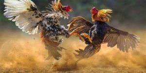 Cầu đá gà đẹp khái niệm
