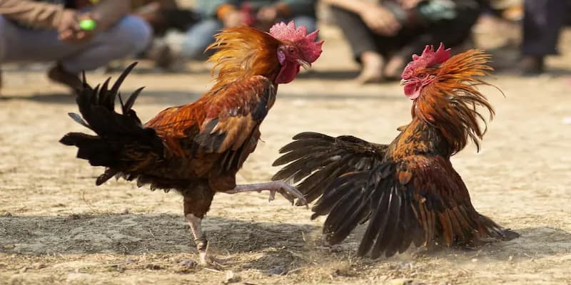 Đá gà cựa sắt là gì?