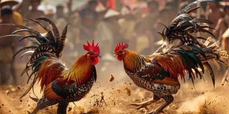 Đá gà cựa sắt đặc điểm sức khỏe