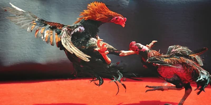 Cầu đá gà đẹp nhận biết