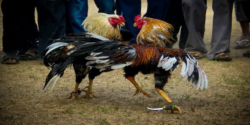 Cầu đá gà đẹp trong ứng dụng