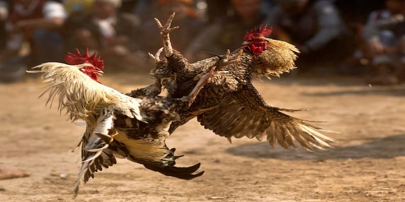 Gà chọi Gà chọi nguồn gốc và nét văn hóa đặc trưng
