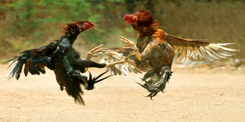 Đá gà Đá gà chiến thuật hiệu quả